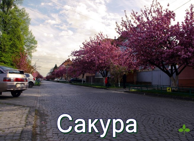 Сакура Мукачево